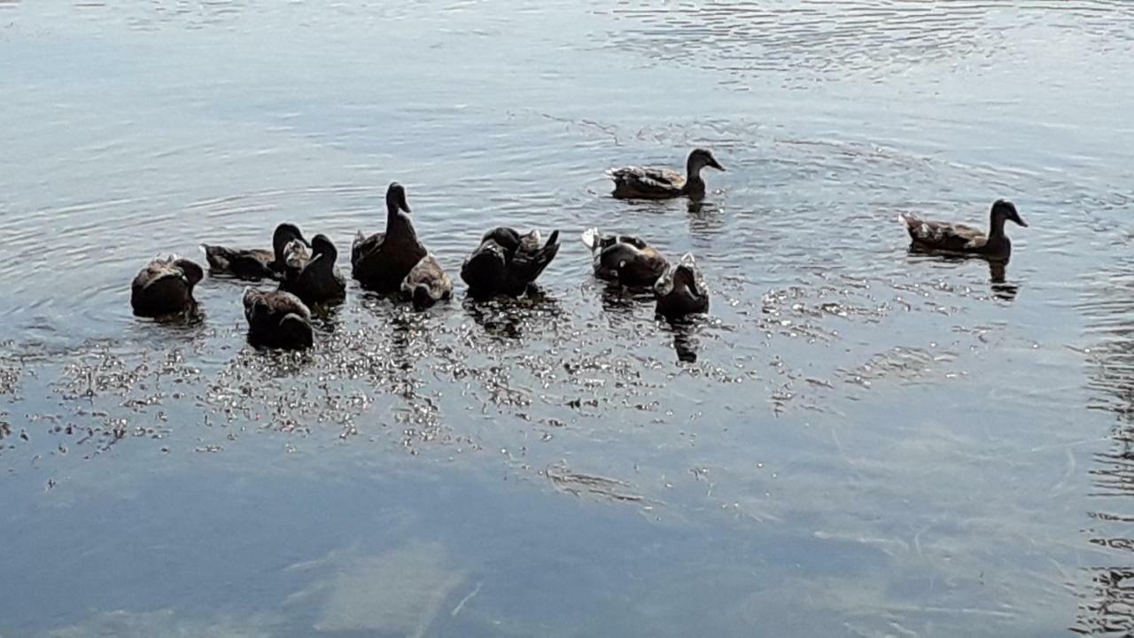 Kamena Kuca Family Rodin Daire Čapljina Dış mekan fotoğraf